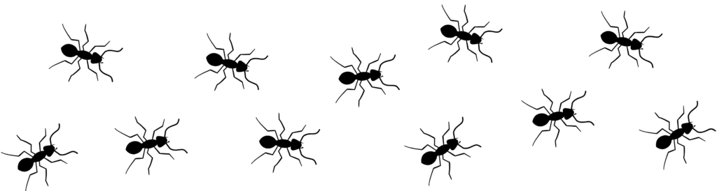 Ant Control Solutions