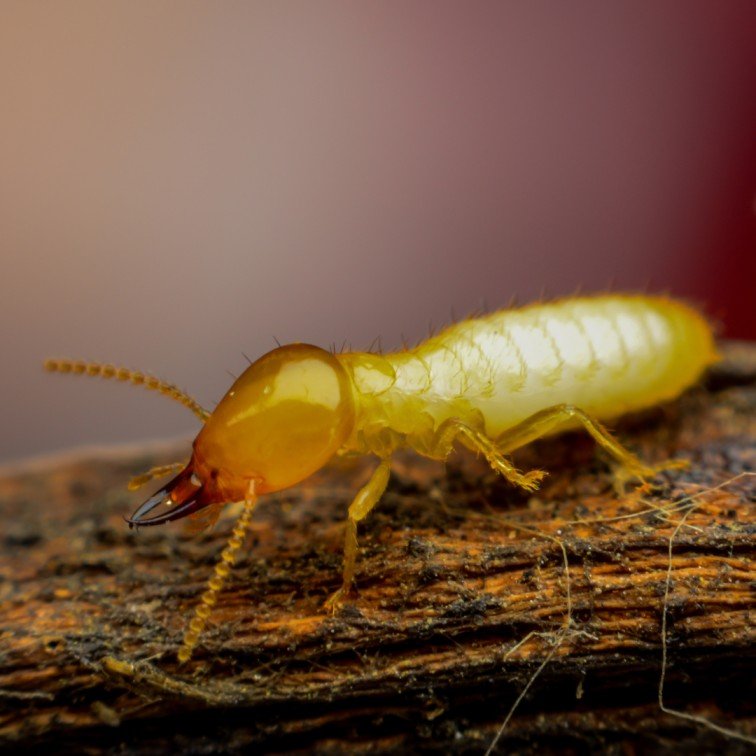 Anti - Termite Treatment