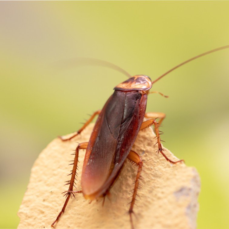 Cockroach Control