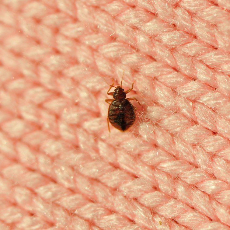 Bed - Bugs Control