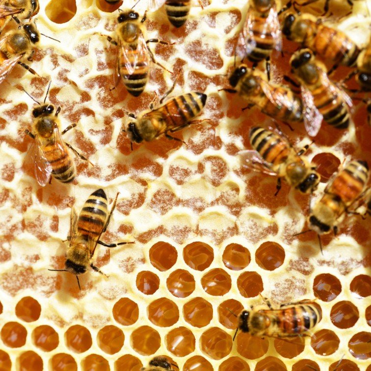 Honey Bee Control